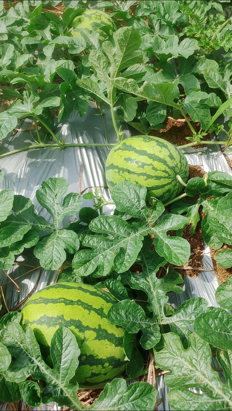 露天西瓜种植管理有哪些关键技术？-图1