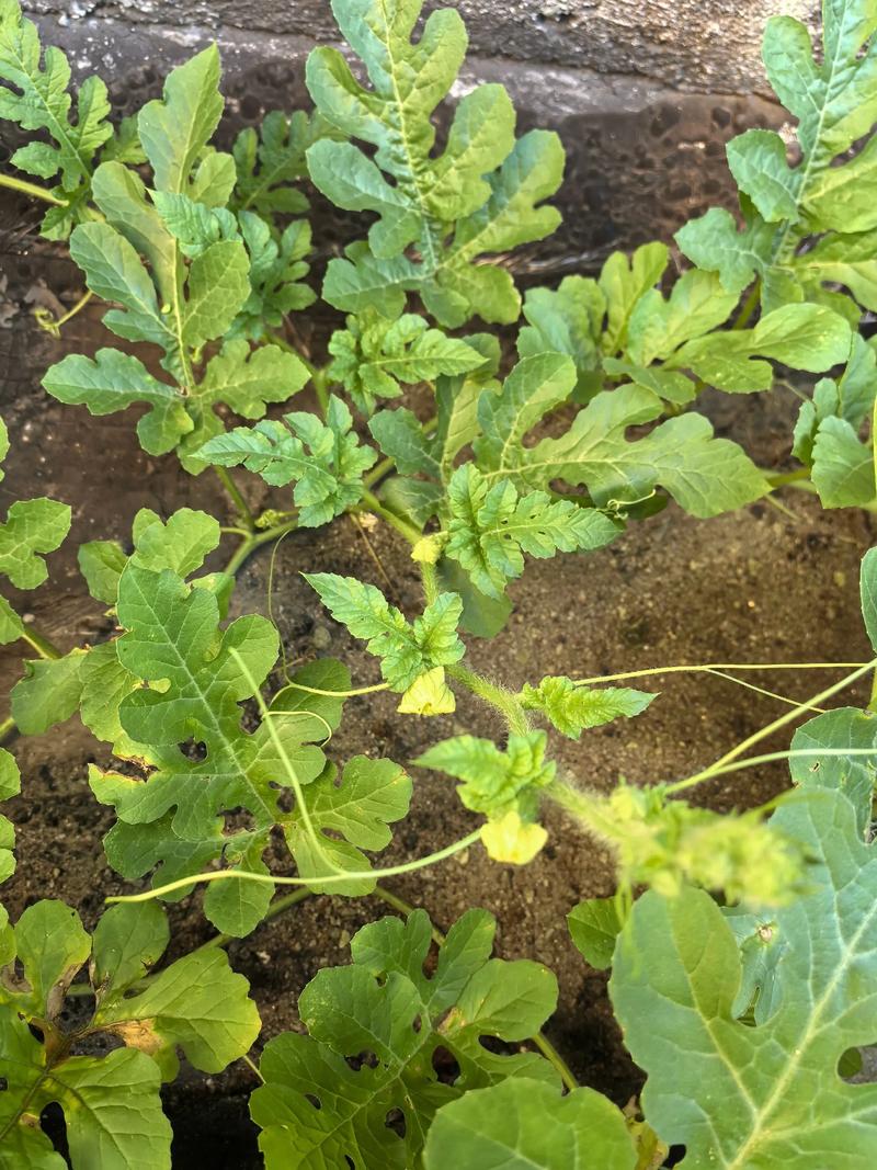 露天西瓜种植管理有哪些关键技术？-图2