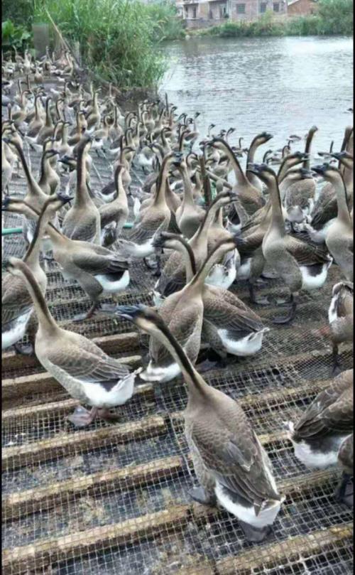 道州灰鹅是哪个品种-图3