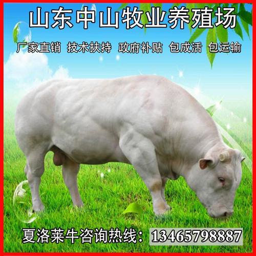 广东鲁西黄牛牛苗价格多少钱？-图3