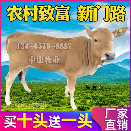 广东鲁西黄牛牛苗价格多少钱？-图2