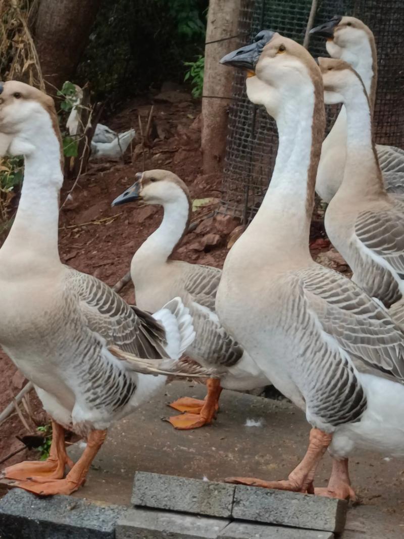 哪些鹅品种最好？-图1