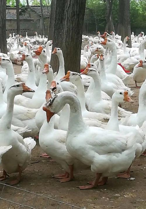 哪些鹅品种最好？-图2