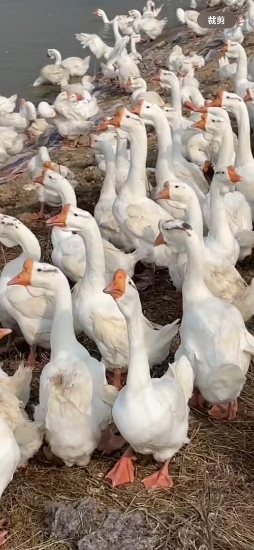 哪些鹅品种最好？-图3