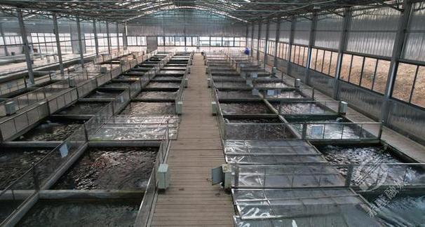 锦鲤养殖技术员，门槛高吗？-图3