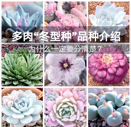 哪些多肉品种最耐寒？-图3