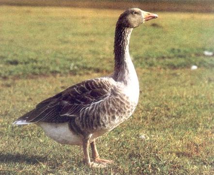 草原鹅有哪些常见品种？-图2