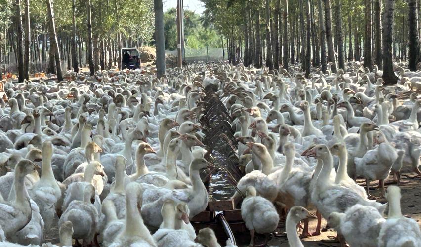 草原鹅有哪些常见品种？-图1