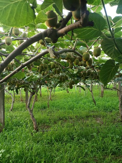 北方猕猴桃如何高效种植？-图1