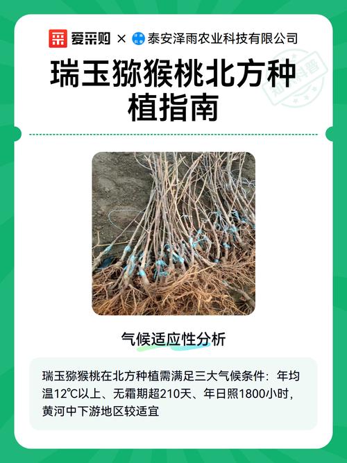 北方猕猴桃如何高效种植？-图2