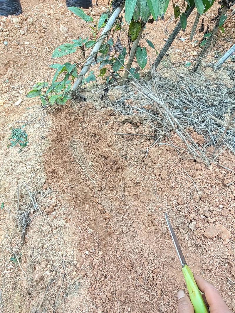 紫淮山种植技术视频，新手怎么学？-图2