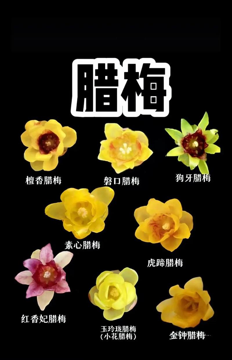 腊梅品种究竟有多少种？-图1