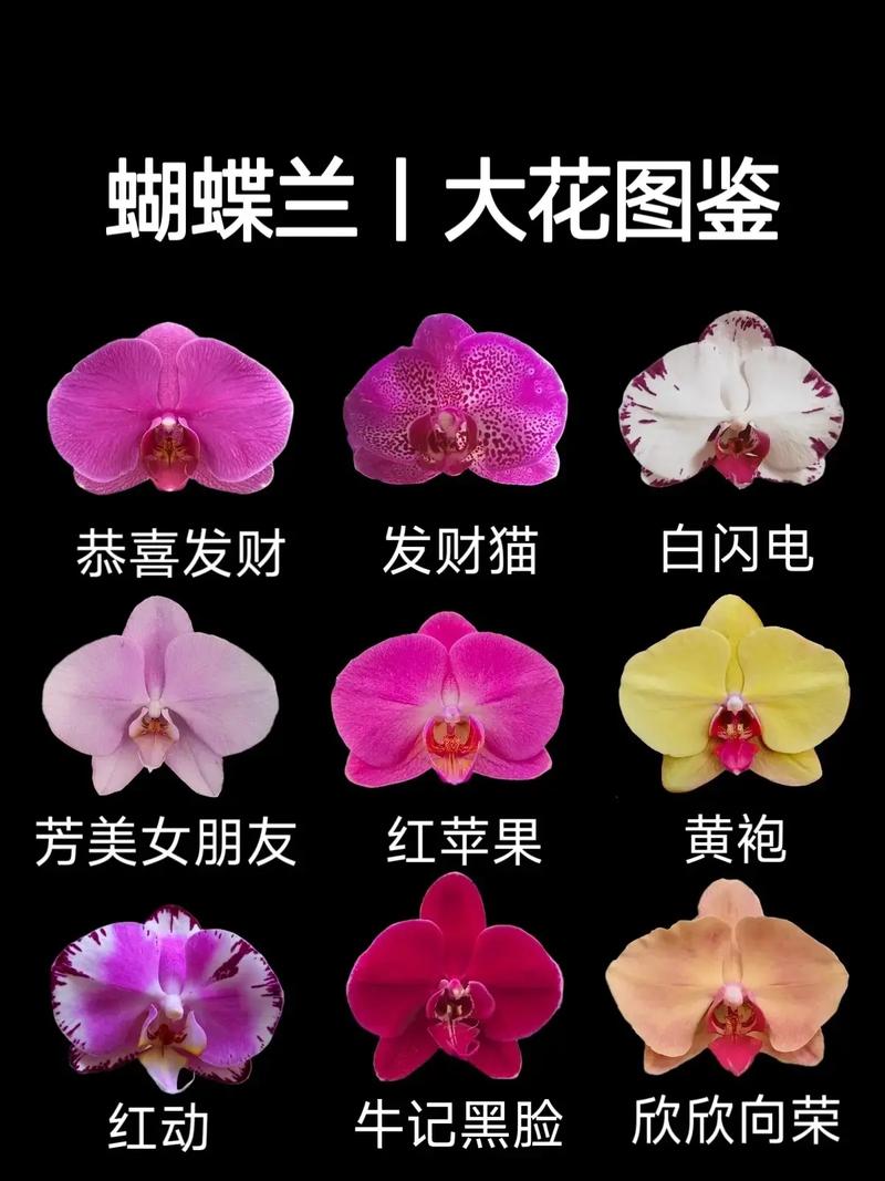 蝴蝶兰品种如何快速辨别？-图1