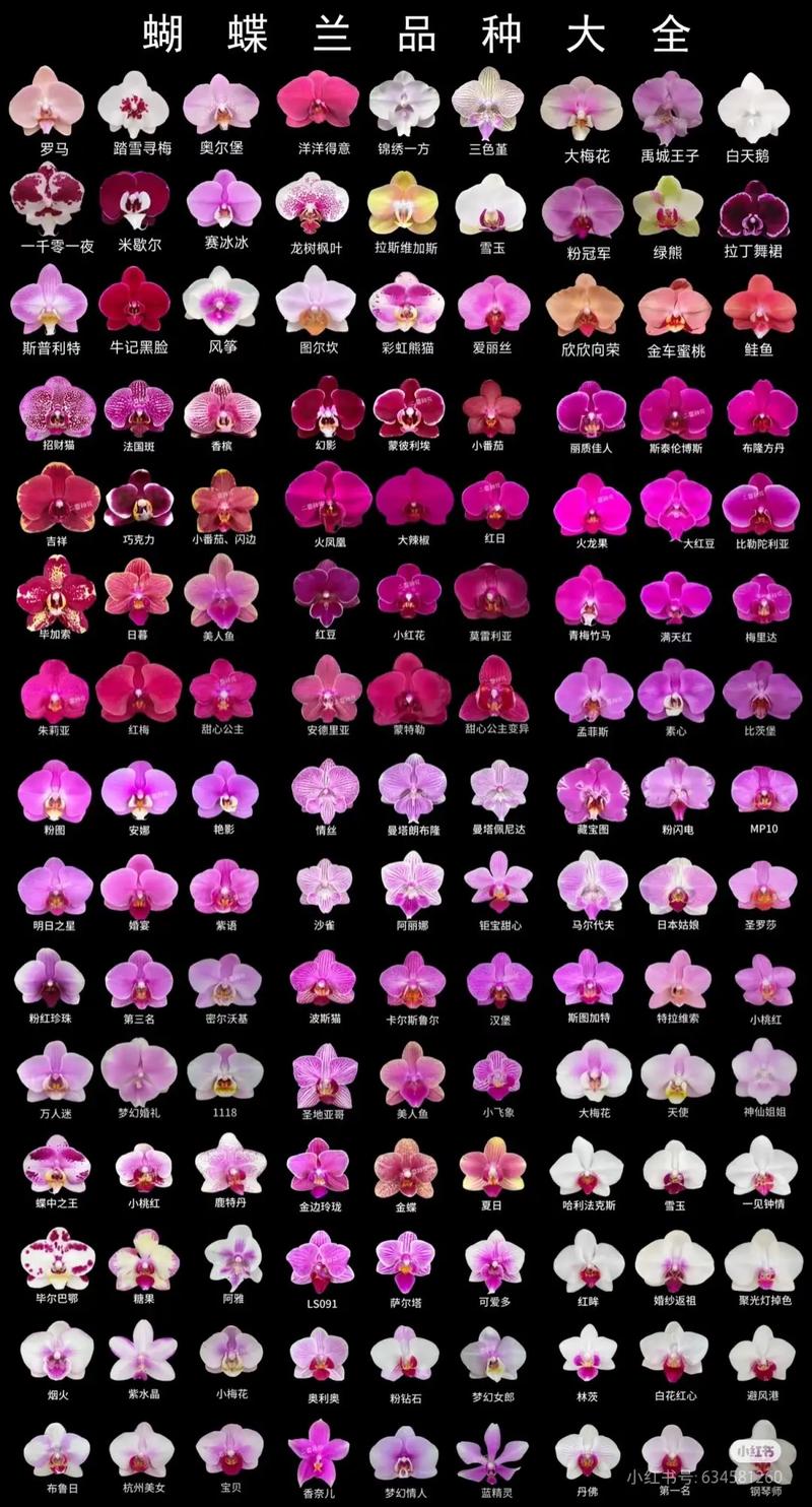 蝴蝶兰品种如何快速辨别？-图2