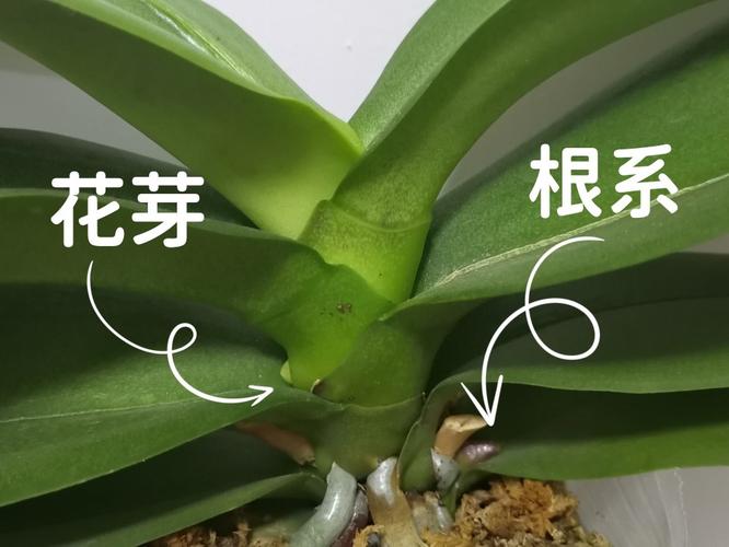 蝴蝶兰品种如何快速辨别？-图3