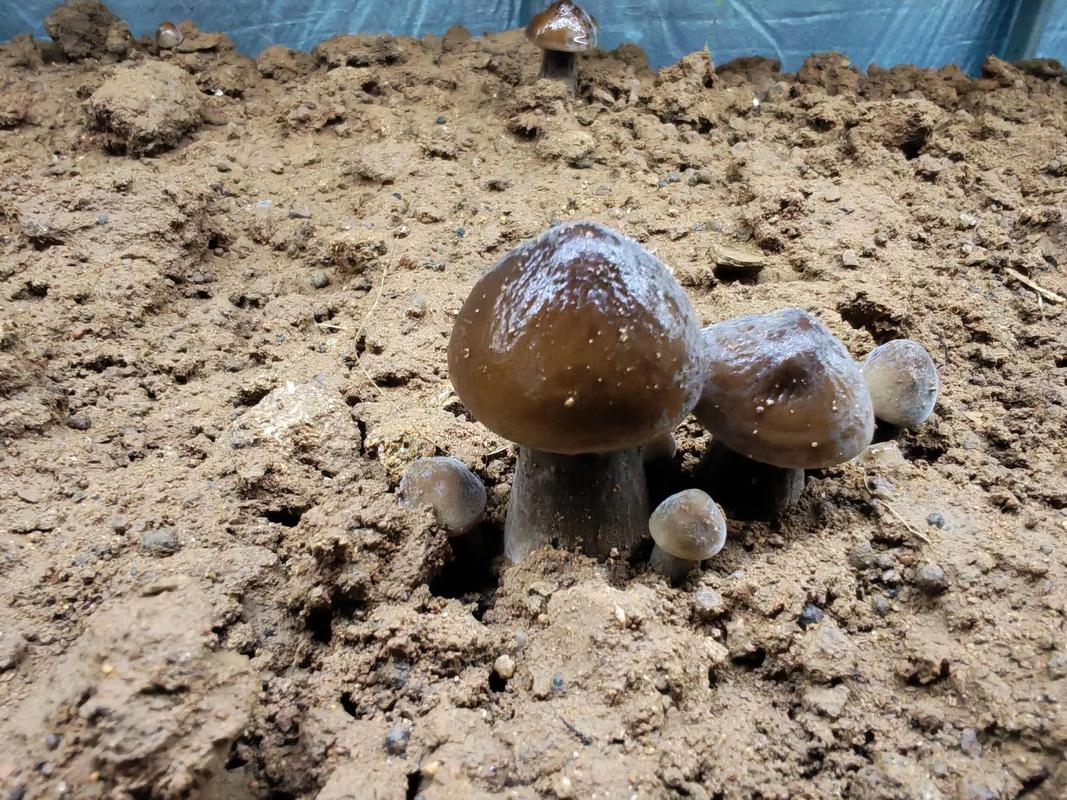 黑皮鸡枞菌种植技术有哪些关键要点？-图1