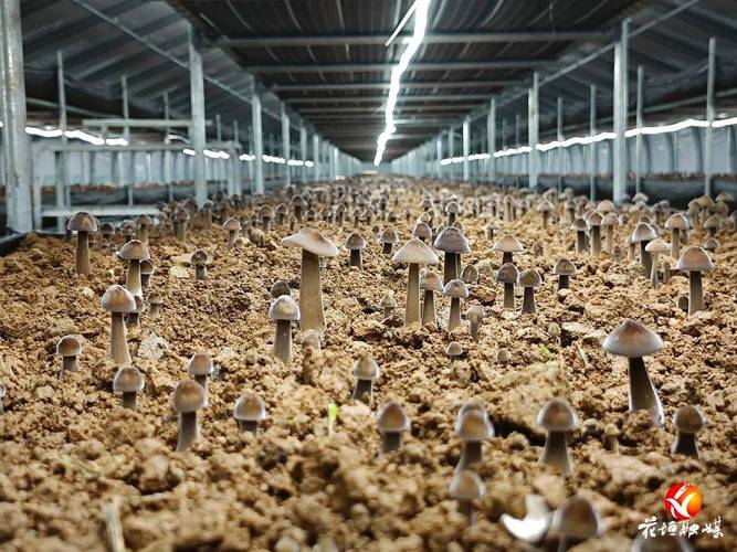 黑皮鸡枞菌种植技术有哪些关键要点？-图2