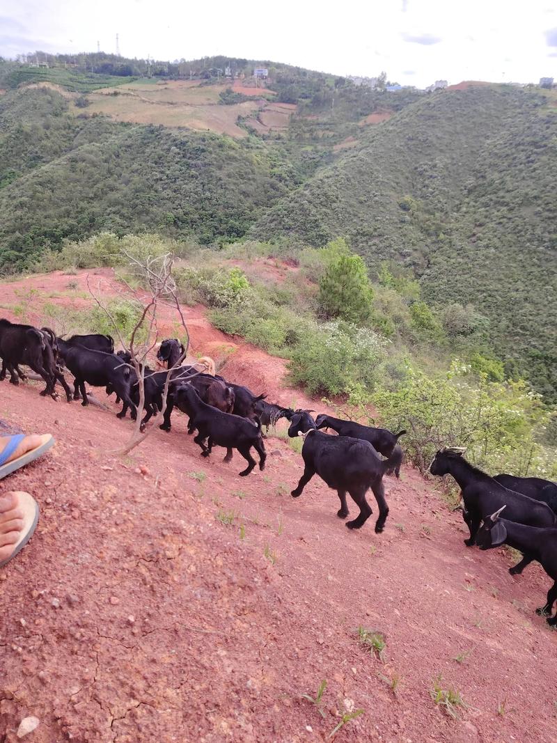 黑山羊养殖技术视频，关键点有哪些？-图1