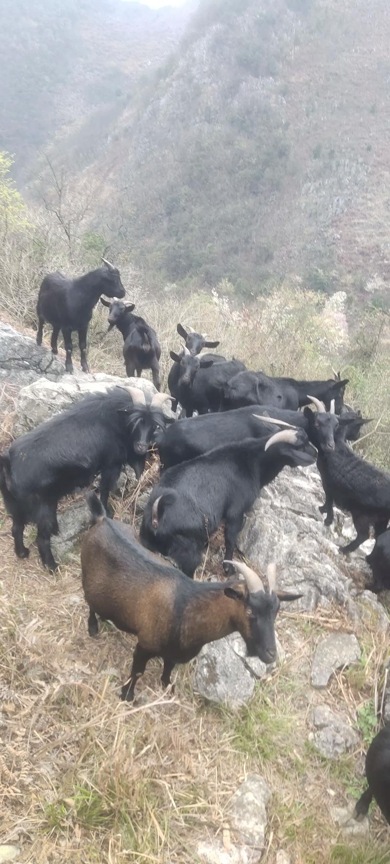 黑山羊养殖技术视频，关键点有哪些？-图2