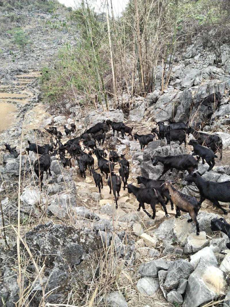 黑山羊养殖技术视频，关键点有哪些？-图3