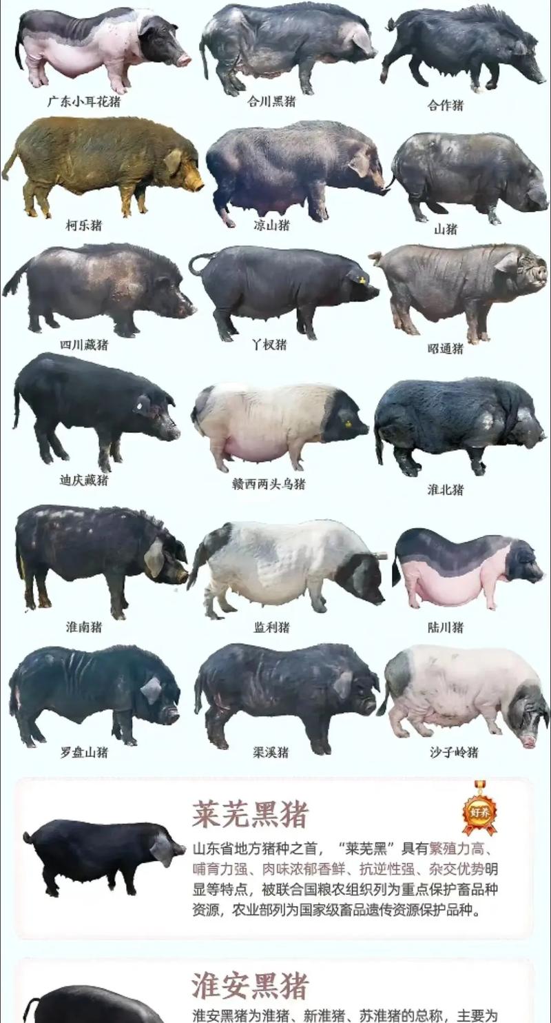 什么猪品种好养又高产？-图1