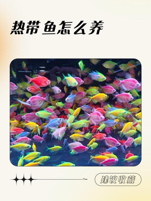 热带鱼养殖技术及视频，新手如何快速上手？-图1