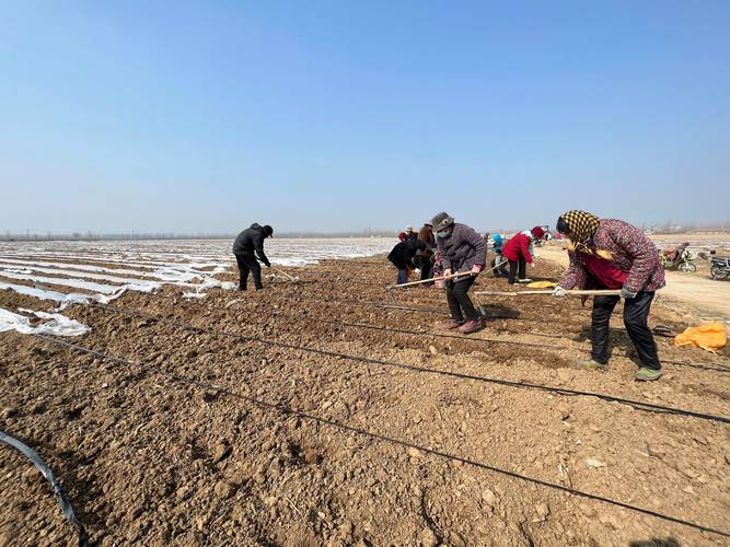 东北土豆种植技术视频有哪些要点？-图3