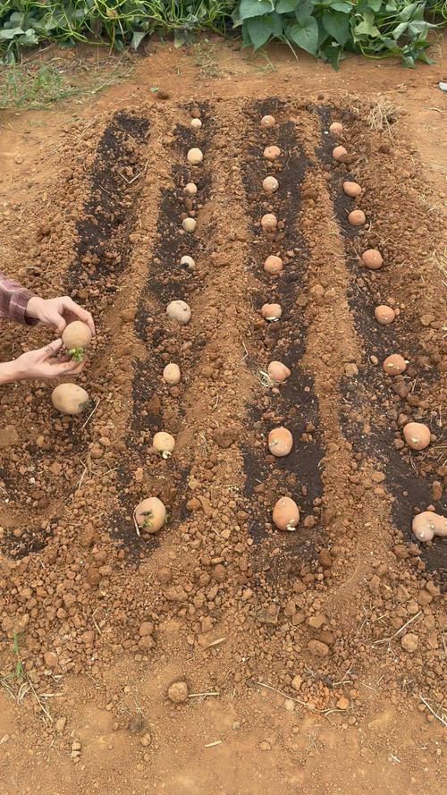 东北土豆种植技术视频有哪些要点？-图1