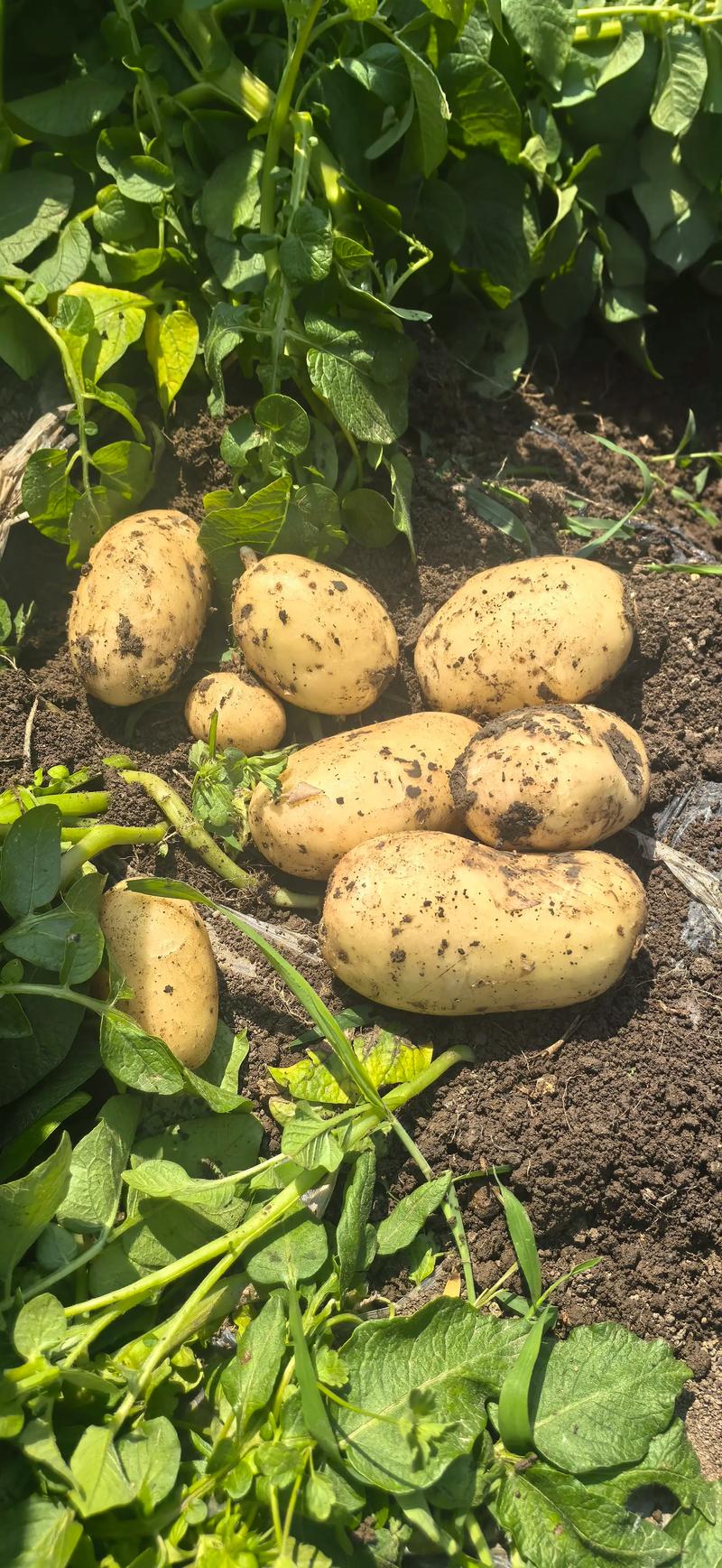 东北土豆种植技术视频有哪些要点？-图2