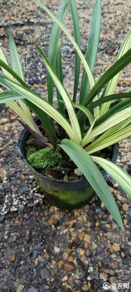 建兰叶艺品种具体有哪些？-图1