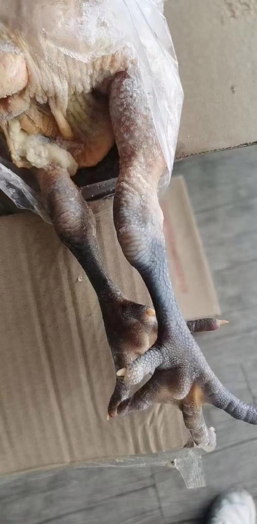 青脚麻鸡价格行情如何？-图3