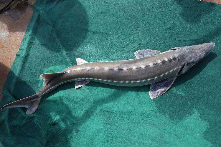 市场上常见鲟鱼品种有哪些？-图2