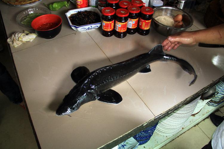 市场上常见鲟鱼品种有哪些？-图3