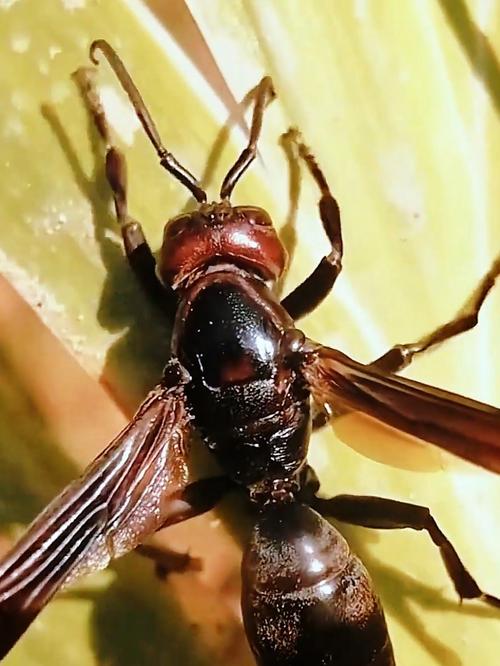 这是什么品种的马蜂？-图1