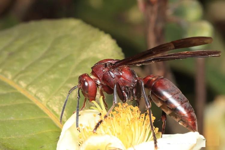 这是什么品种的马蜂？-图2
