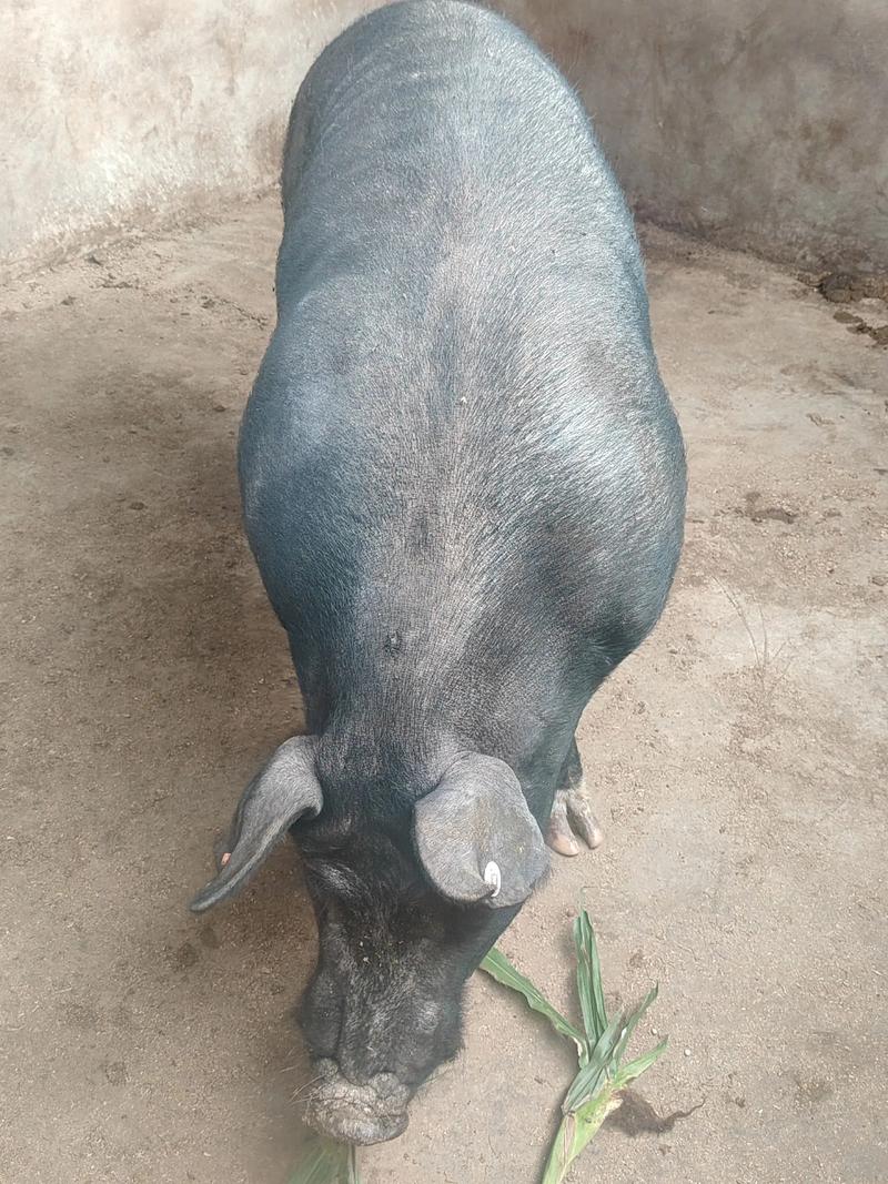 常见猪的品种有哪些？-图3