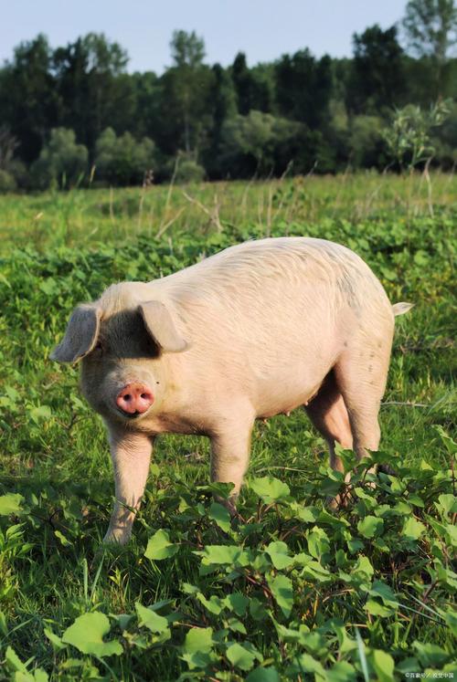 常见猪的品种有哪些？-图2