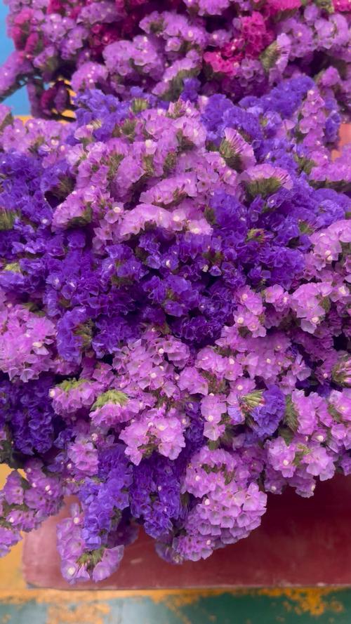 勿忘我品种有哪些？-图1