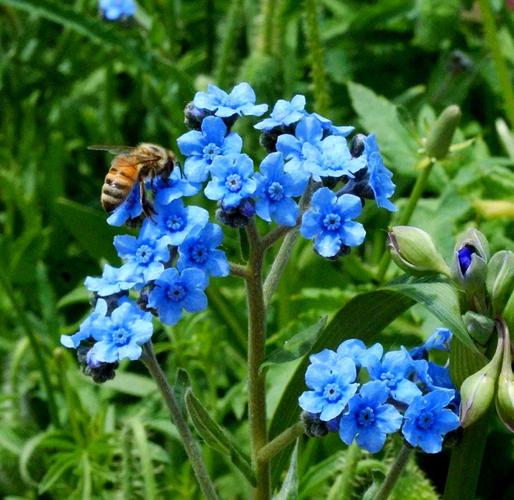 勿忘我品种有哪些？-图3