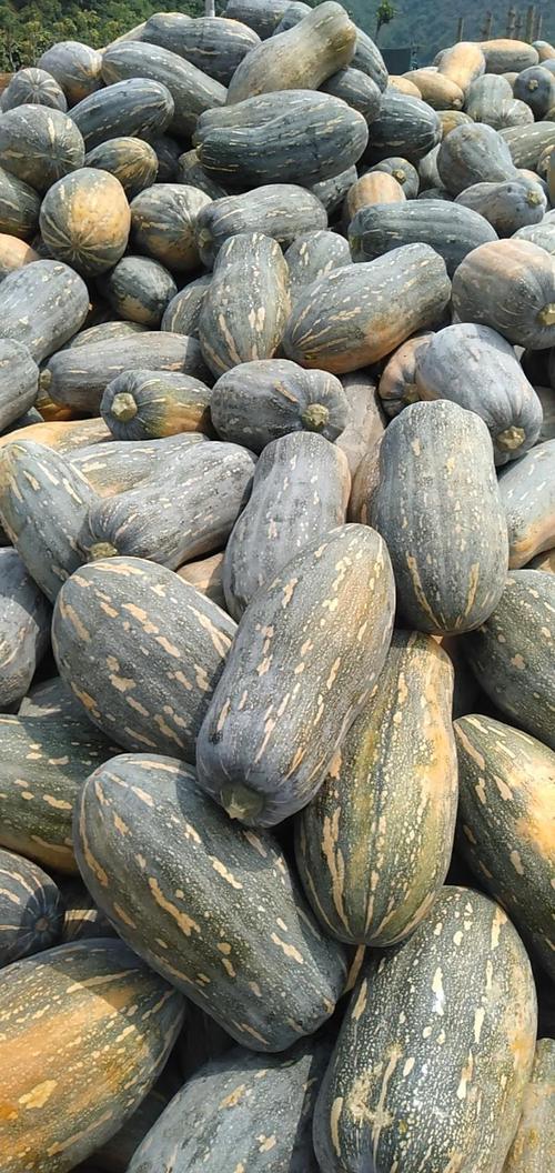 哪种南瓜品种最受欢迎？-图1