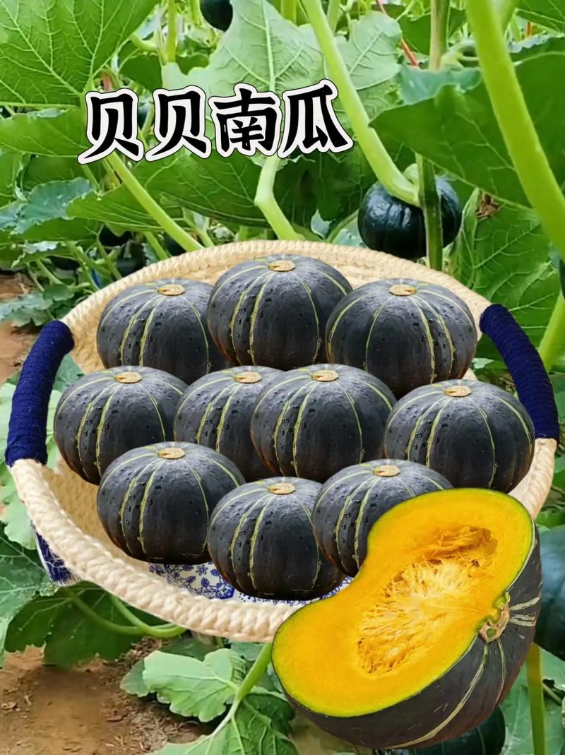 哪种南瓜品种最受欢迎？-图3