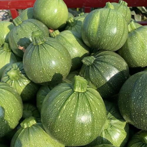 哪种南瓜品种最受欢迎？-图2