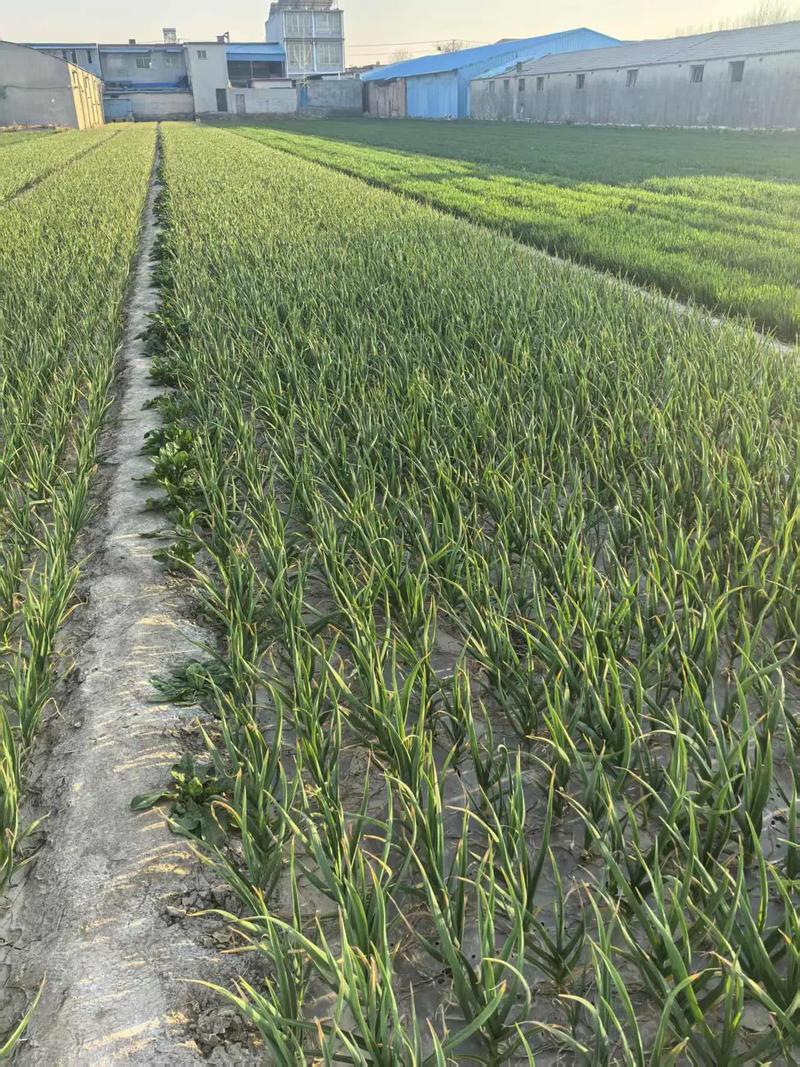 大蒜种植技术有哪些关键要点？-图2