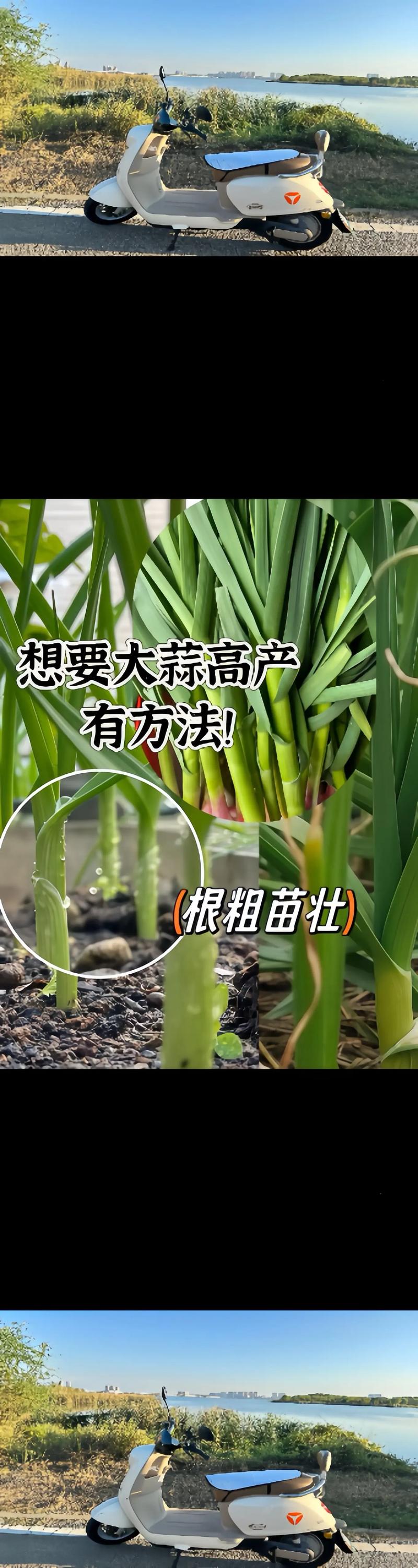 大蒜种植技术有哪些关键要点？-图3