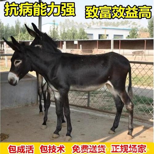 肉驴什么品种出栏快-图2
