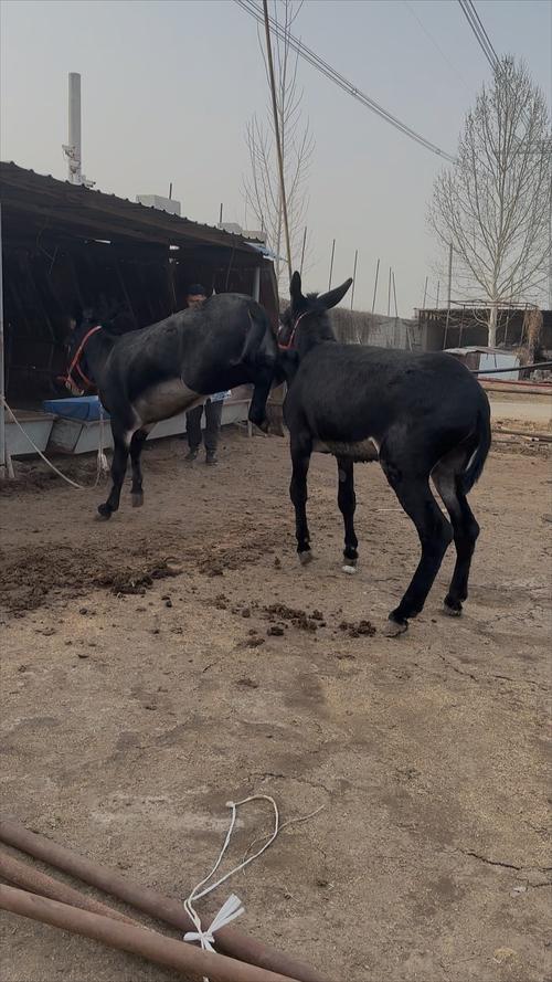 肉驴什么品种出栏快-图1