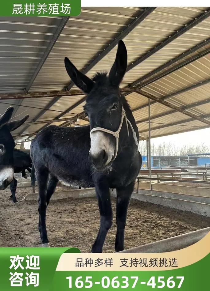 肉驴什么品种出栏快-图3