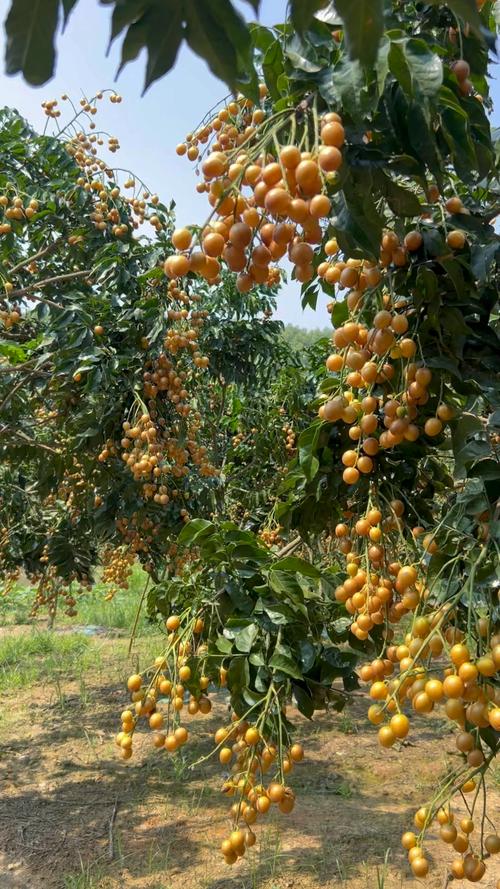 黄皮果怎么种？视频教你关键技术！-图1