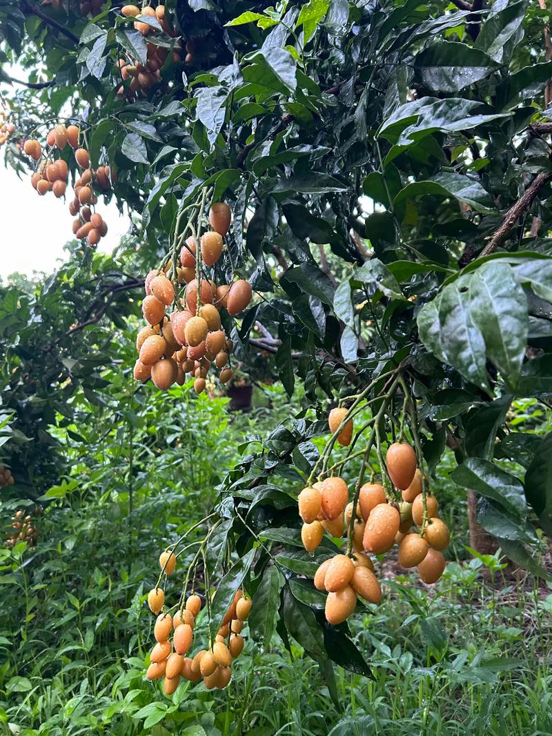 黄皮果怎么种？视频教你关键技术！-图3