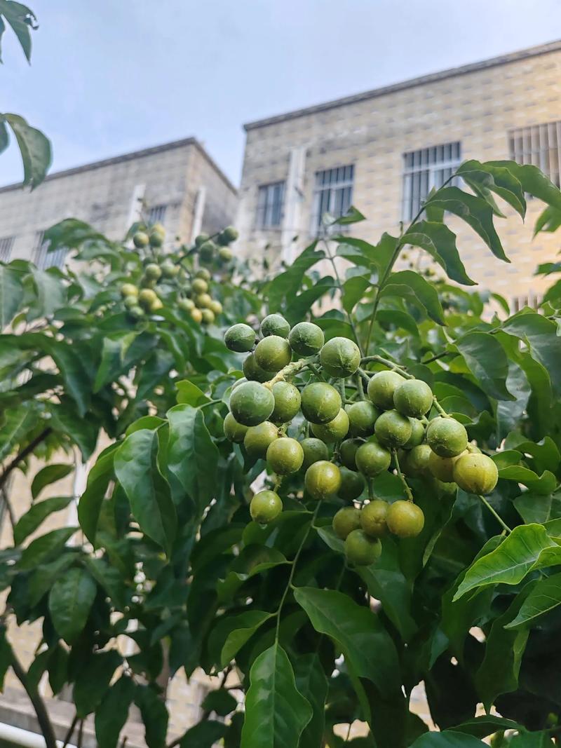 黄皮果怎么种？视频教你关键技术！-图2